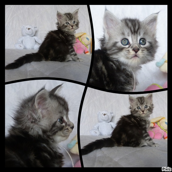Chatons Maine Coon LOOF