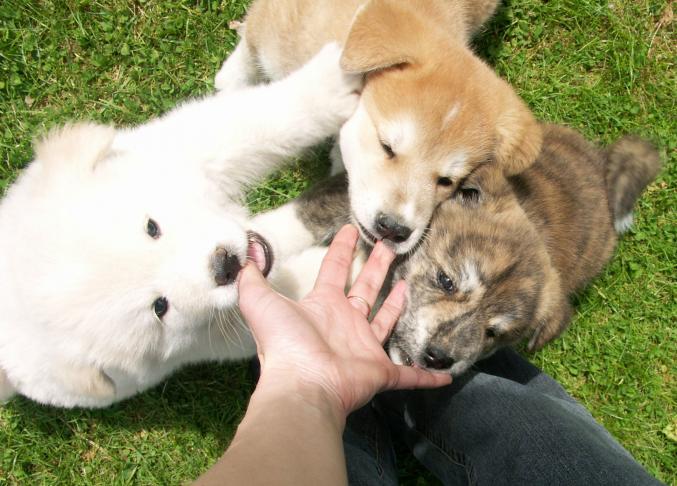 Chiots type shiba inu non lof