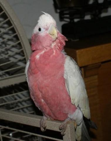 Cède perroquet Cacatoes rosalbin élevé a la main 