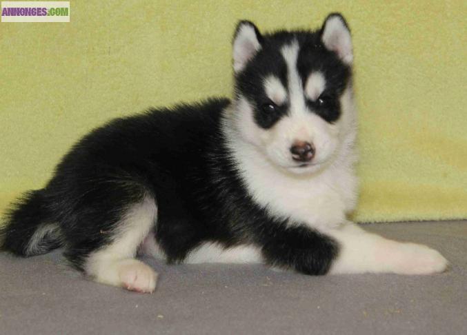 Chiot de type husky Sibérien à reserver