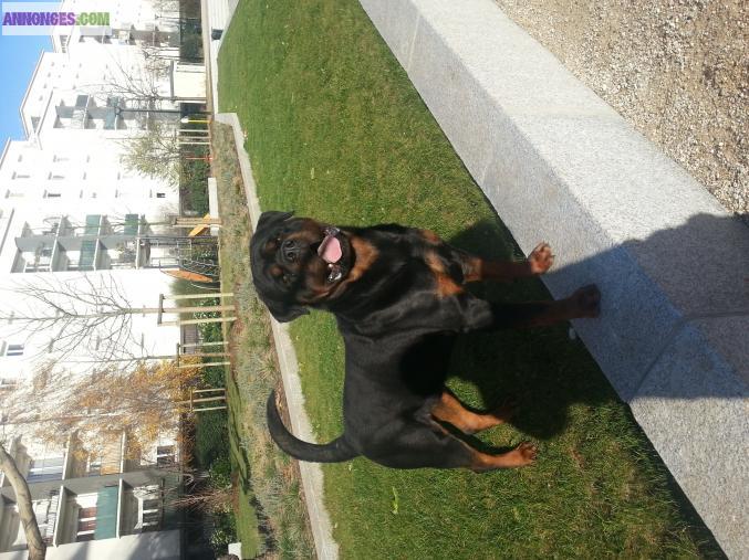 Chien male gros gabarit dispo pour saillie