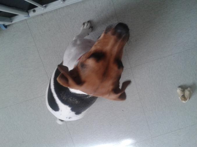 Chienne jack russel