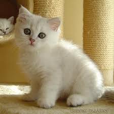 Chaton british shorthair pure race loof