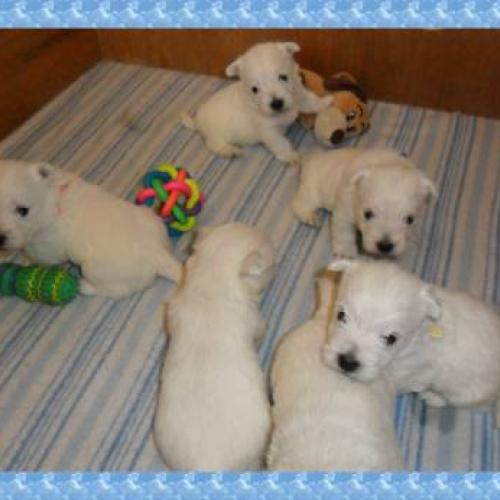 Chiots WEST HIGHLAND (Westie Terrier) Non LOF