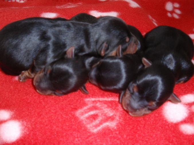 3 chiots mâles yorkshire