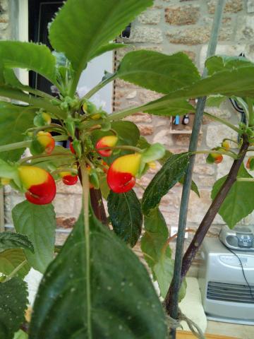 Plante impatiens niamniamensis