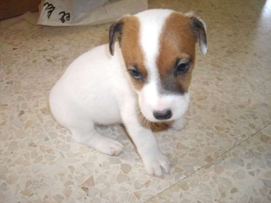 Magnifiques Chiots Jack Russell Terrier