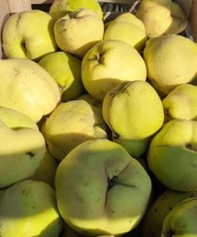 Vends Coings non traités  1 euro le kg