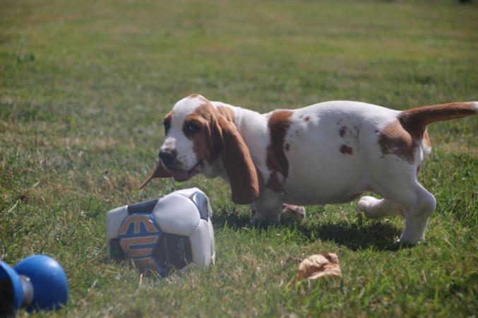 Je propose a l'adoption mes chiots basset hound