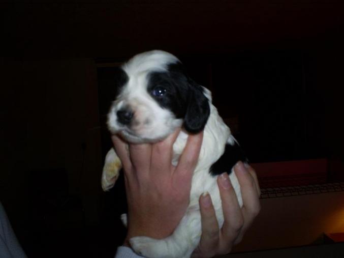 Chiots type cocker anglais