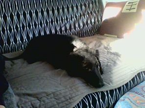 RECHERCHE chienne croisé labrador noire