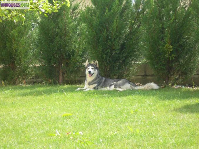 Male Husky pour saillie