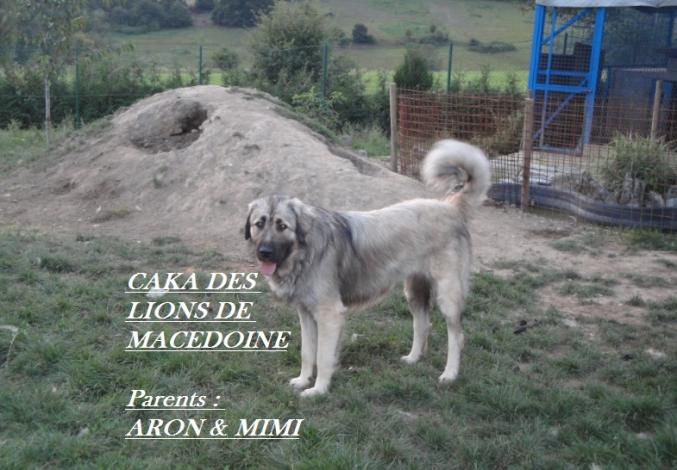 Réservations chien de garde berger yougoslave