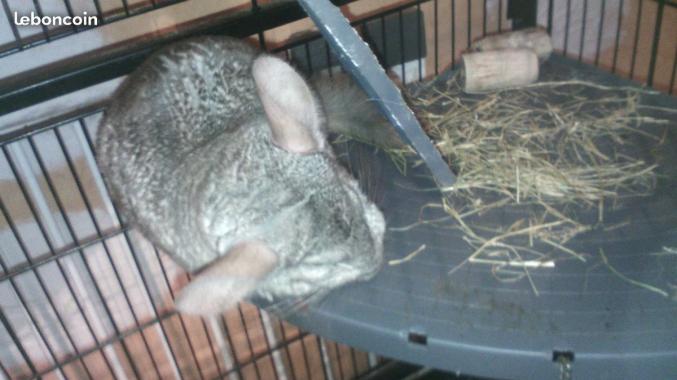 Garde d enfants ou animaux