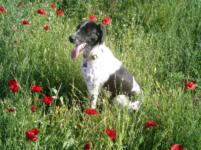 Cède épagneul français femelle