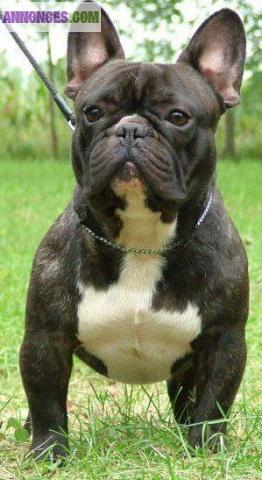 Male bouledogue francais pour saillie