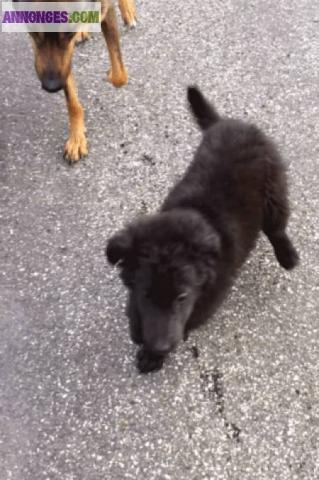 Croisée berger malinois, labrador