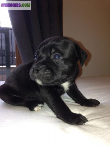 Chiots staffordshire bull terrier (staffie)