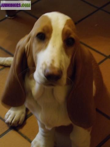 Chiot basset hound