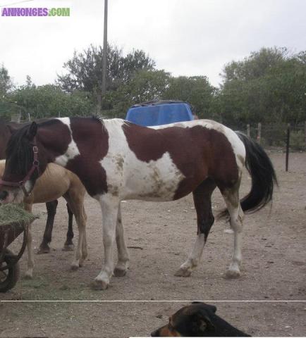Chevaux en demi pension