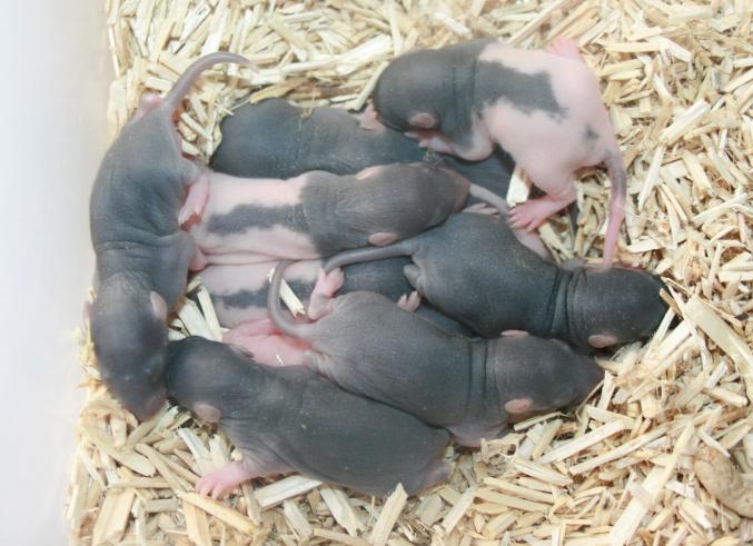 Lot 10 rats bébé , 10 ratons