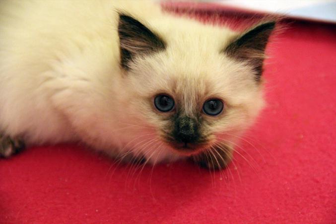 Vend chatons type Siamois / Sacré de Birmanie - Seal Point