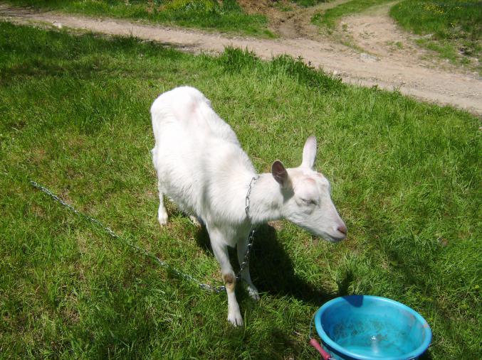 Vend chèvre blanche