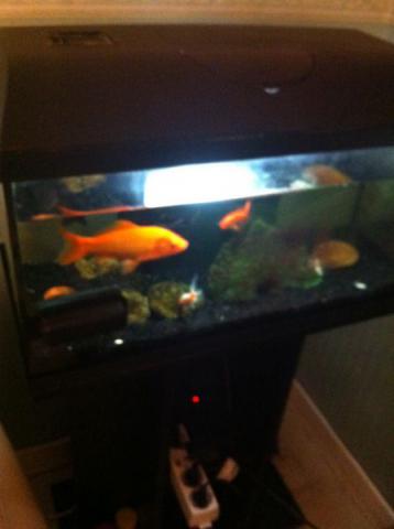 Aqauriume tout équipe 