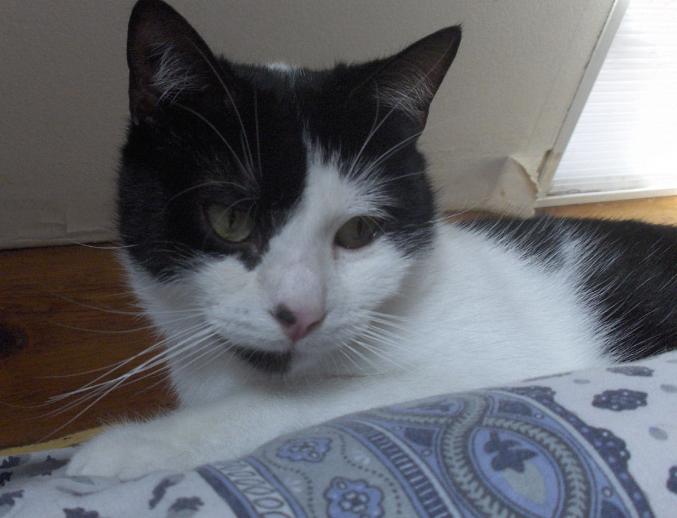 Chatte à adopter 13004