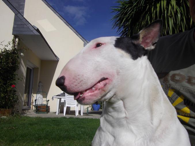 Chiots bull terrier LOF à reserver