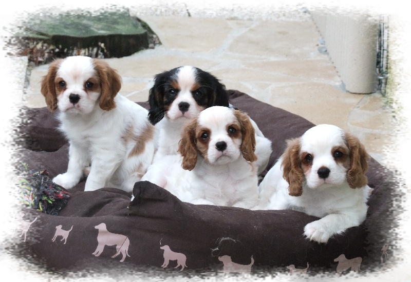 Magnifiques chiots cavalier king charles
