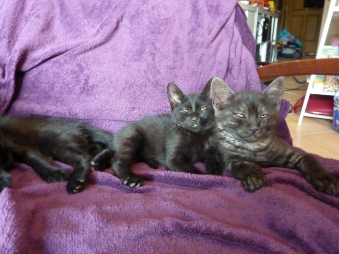 Donne magnifiques chatons