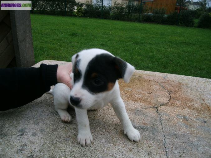 VEND JACK RUSSEL
