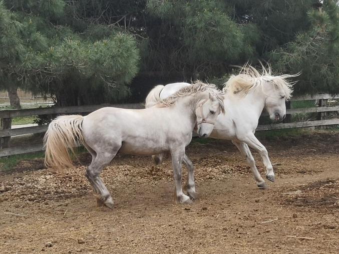 Cheval camargue
