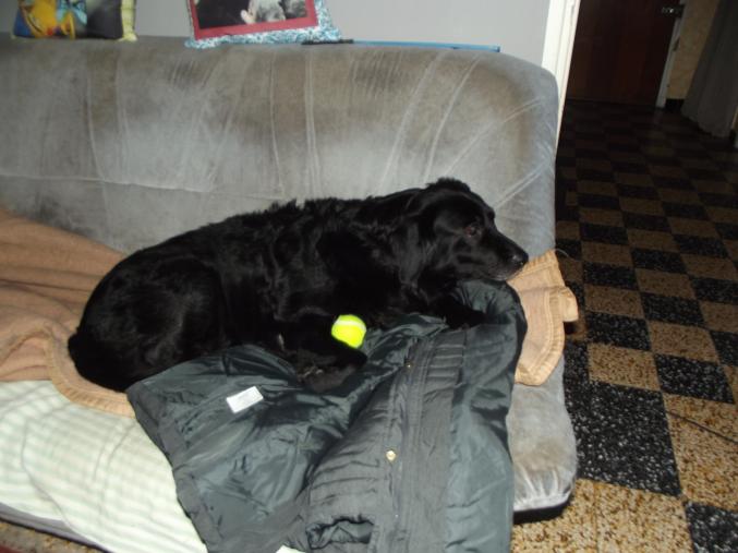 Recherche 1 chiot ou jeune chien gratuit