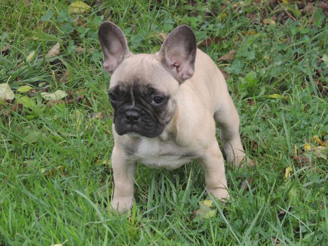 Chiots bouledogue français fauve