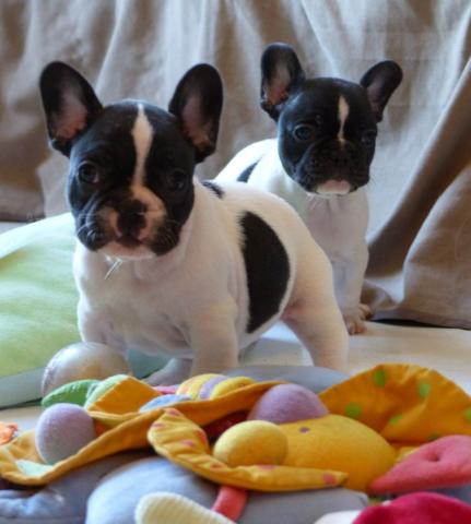 Chiot de race Bouledogue français
