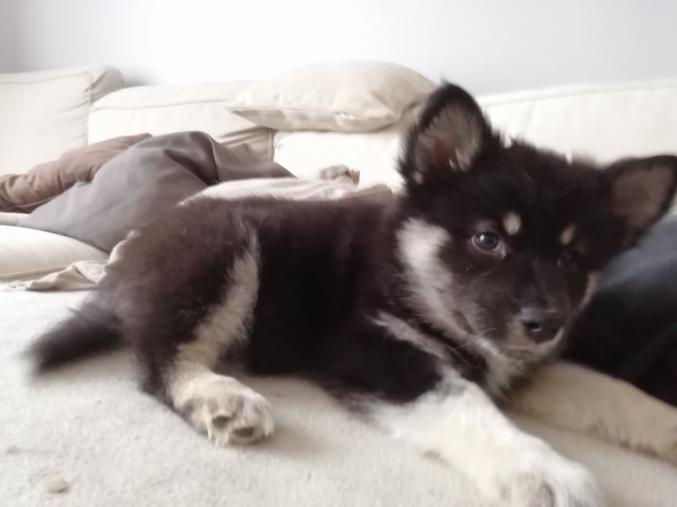 PETITE CHIENNE FINNOIS DE LAPONIE
