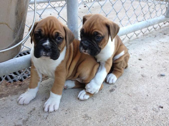 Boxer LOF a confier contre soin