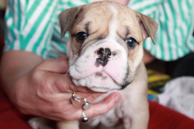 Chiots bulldog anglais