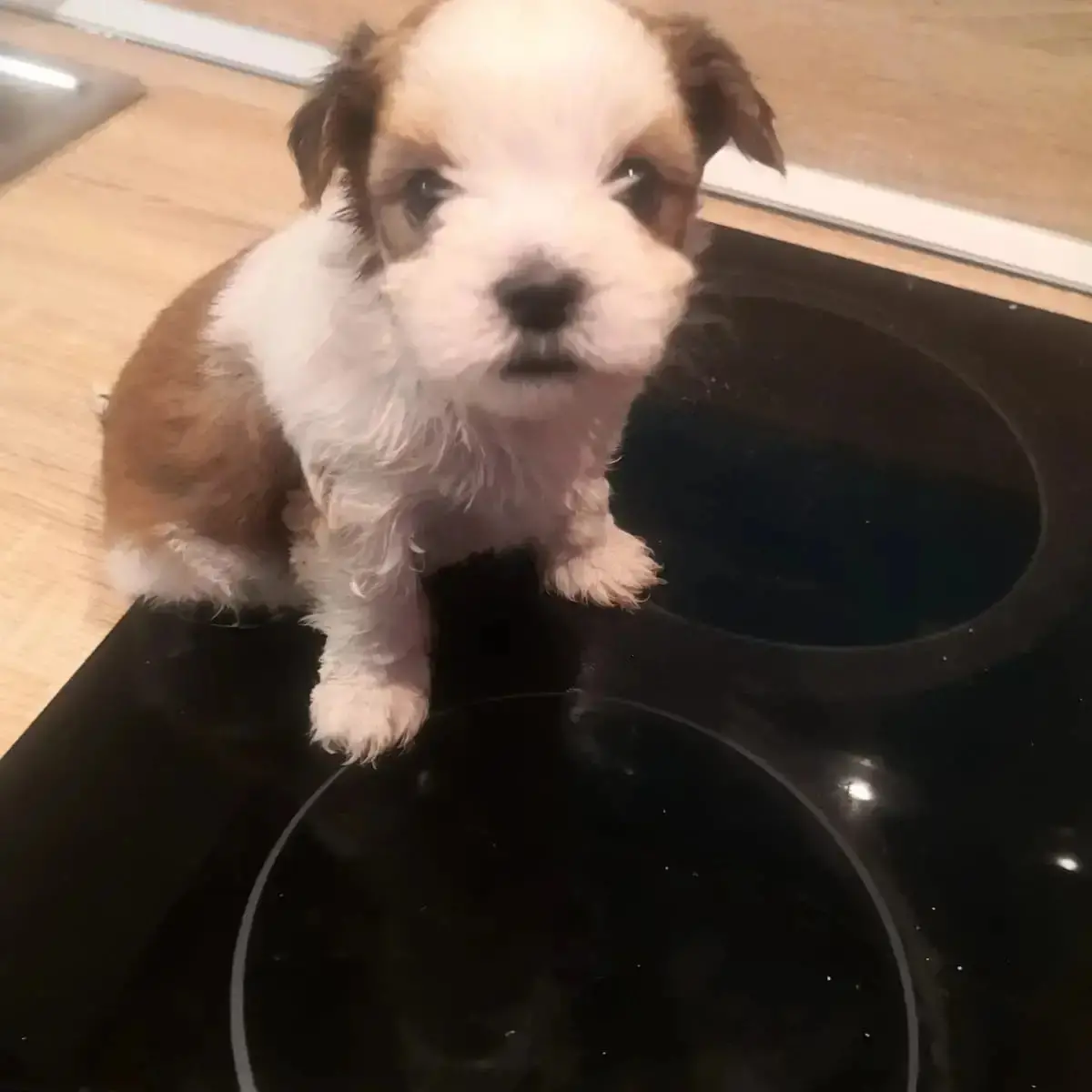 A vendre yorkipoo
