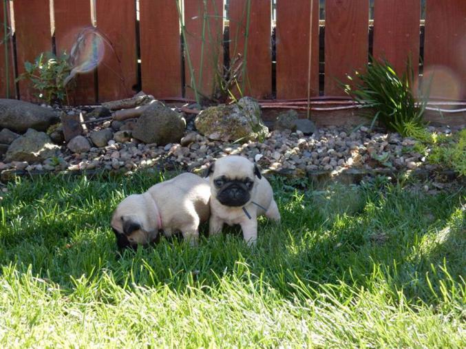 Superbes Carlin chiots en >>>.