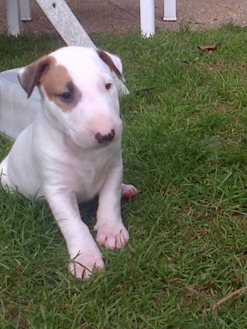 Chiots type Bull Terrier