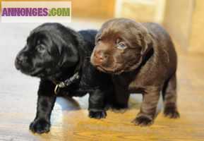Chiots de type Labrador non lof