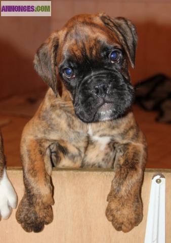 Chiot boxer LOF