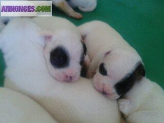 Chiots Bouledogue Américain