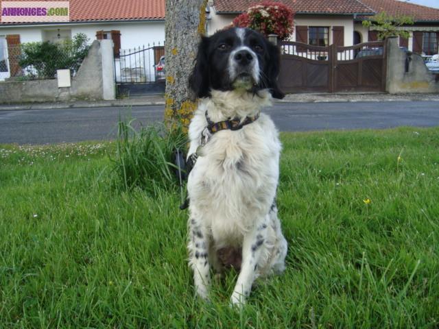 A ADOPTER DIEGO EPAGNEUL BRETON