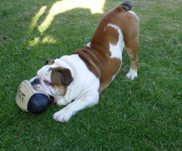 Bulldog Anglais pour saillie