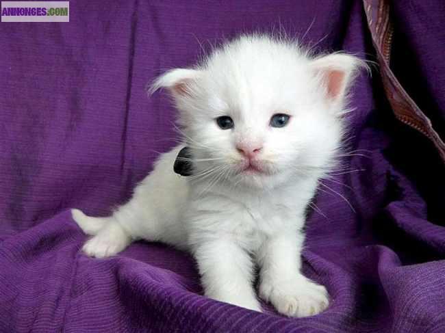 Maine coon black silver blotched tabby e