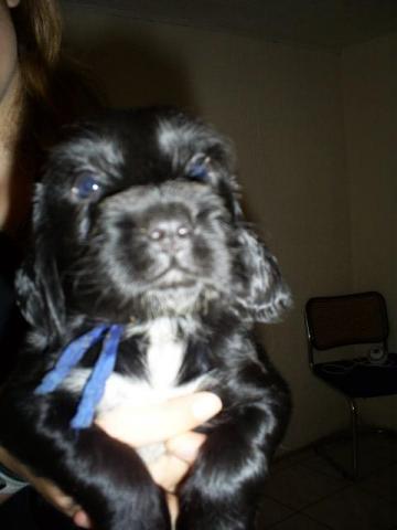 Chiots type cocker anglais